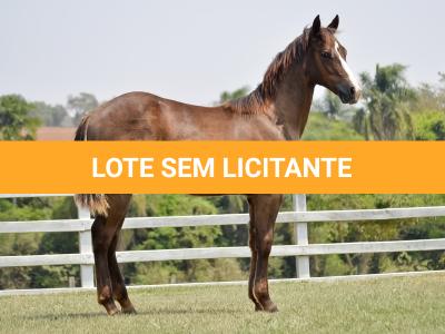 LOTE 013 - LITTLE QUEEN DUN IT