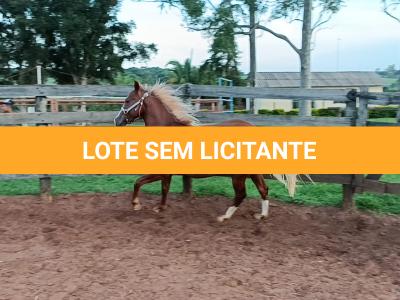 LOTE 008 - DUAL BROWN CAT MPQ