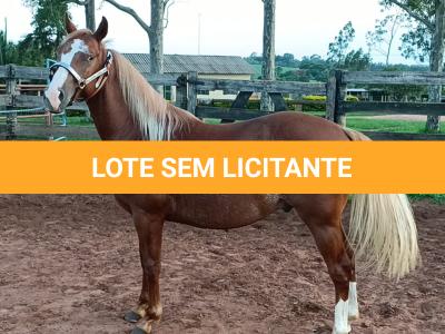 LOTE 008 - DUAL BROWN CAT MPQ