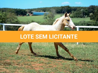 LOTE 016 - KYLE GUN VRA