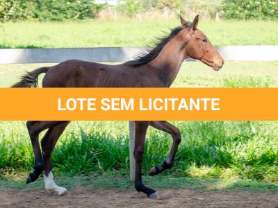 LOTE 009 - MV OK BELEZA