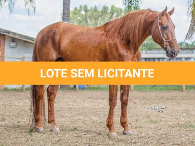 LOTE 100 - PIM QUICK (Cobertura)