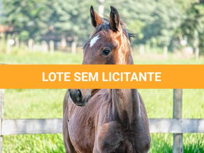 LOTE 009 - MV OK BELEZA