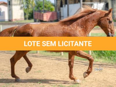 LOTE 100 - PIM QUICK (Cobertura)