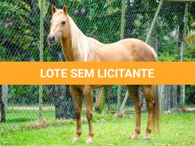 LOTE 001 - FIREWATER ICY LADY (VENTRE PARA LIVRE ACASALAMENTO)