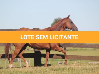 LOTE 004 - PLAYBOY OAK EDU
