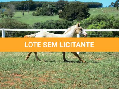 LOTE 016 - KYLE GUN VRA