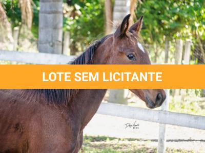 LOTE 009 - MV OK BELEZA