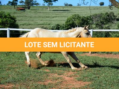 LOTE 010 - JABALENA STAR (2x1)
