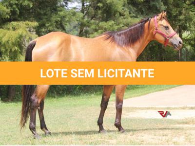 LOTE 012 - CHIQUINHA MOORE MJA