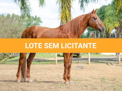 LOTE 100 - PIM QUICK (Cobertura)