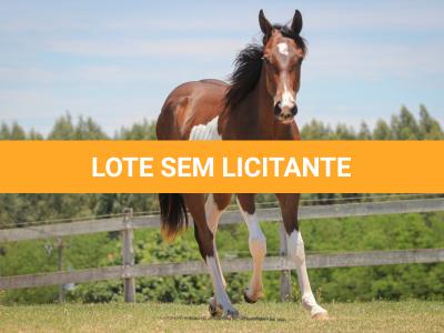 LOTE 005 - NAOMY TOP TOO CODY YBJ