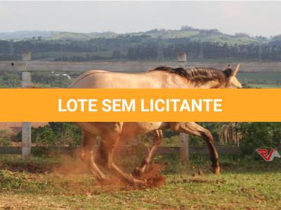 LOTE 011 - REYDIOACTIVE JPJ