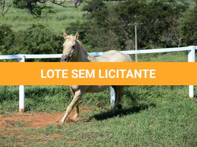 LOTE 010 - JABALENA STAR (2x1)