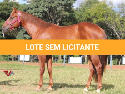 LOTE 008 - SPIRIT HANCOCK