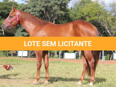 LOTE 008 - SPIRIT HANCOCK