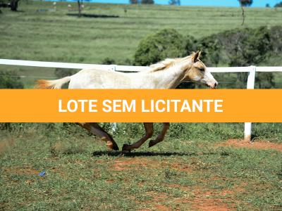 LOTE 016 - KYLE GUN VRA