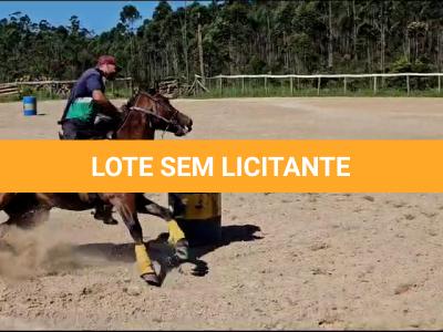 LOTE 005 - JACK FAME M FISHERS