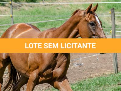 LOTE 011 - MY FIRST FLY