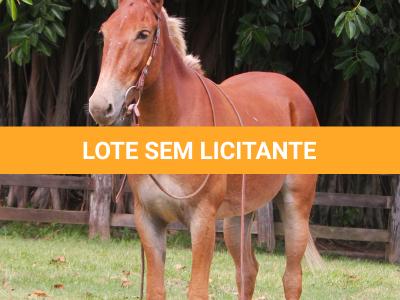 LOTE 012 - DAMA