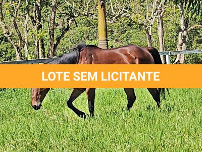LOTE 005 - JACK FAME M FISHERS