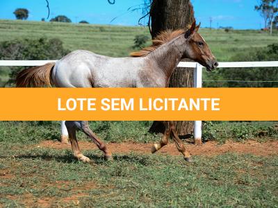 LOTE 002 - DUCATTI CAT VRA