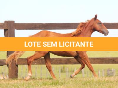 LOTE 014 - SAN JAY BUENO