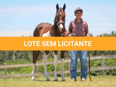 LOTE 005 - NAOMY TOP TOO CODY YBJ