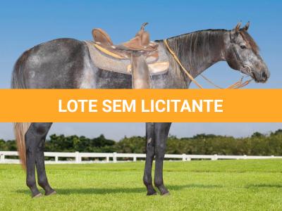 LOTE 006 - MY ZORRERO BOY