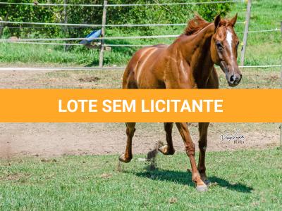 LOTE 011 - MY FIRST FLY
