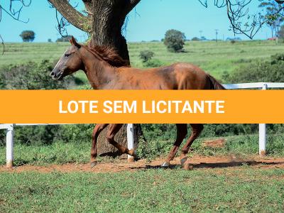 LOTE 009 - CHRISTY RED CAT (2x1)
