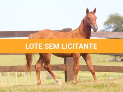 LOTE 014 - SAN JAY BUENO