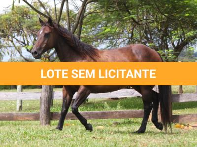 LOTE 015 - KINDA APOLLO THISTU