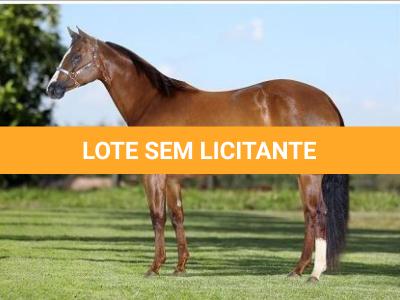 LOTE 012 - EMBRIÃO EFETIVADO - CORONA FIREBALL x CORONA TRÊS G2