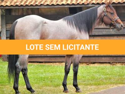 LOTE 011 - EMBRIÃO EFETIVADO - BLACKSMITH FAME BG x BUENA DIAMOND JPJ