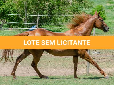 LOTE 011 - MY FIRST FLY