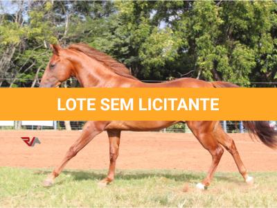 LOTE 008 - SPIRIT HANCOCK