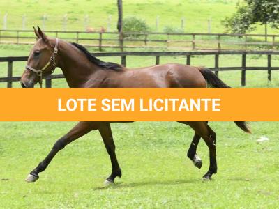 LOTE 001 - MV OK BOHEMIA