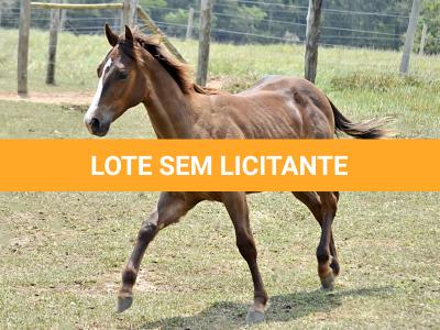 LOTE 013 - LITTLE QUEEN DUN IT