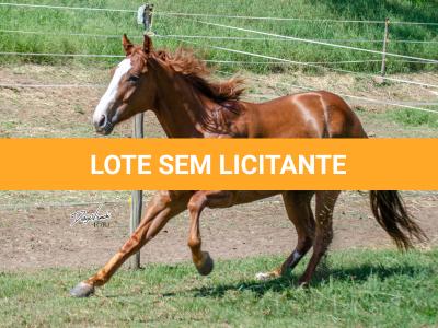 LOTE 006 - LAST BRYAN STARLIGHT