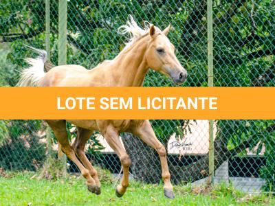 LOTE 001 - FIREWATER ICY LADY (VENTRE PARA LIVRE ACASALAMENTO)