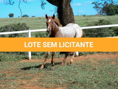 LOTE 002 - DUCATTI CAT VRA