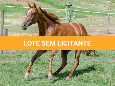 LOTE 011 - MY FIRST FLY