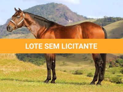 LOTE 010 - EMBRIÃO A EFETIVAR (CASTANHO RED x DAKAR TA FAME)