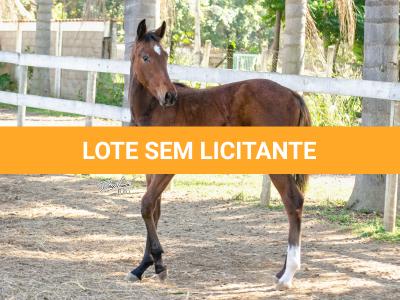 LOTE 009 - MV OK BELEZA