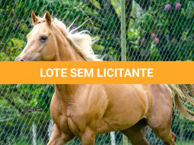 LOTE 002 - FIREWATER ICY LADY (VENTRE PARA LIVRE ACASALAMENTO)