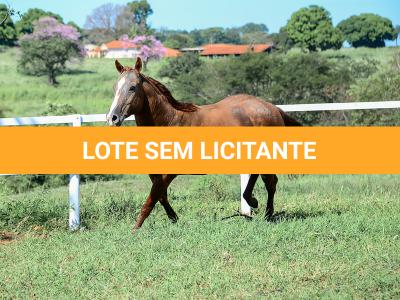 LOTE 009 - CHRISTY RED CAT (2x1)