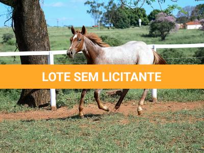 LOTE 002 - DUCATTI CAT VRA