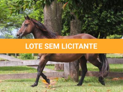 LOTE 015 - KINDA APOLLO THISTU
