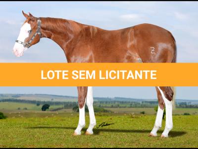 LOTE 009 - FRECKLES BOY Z